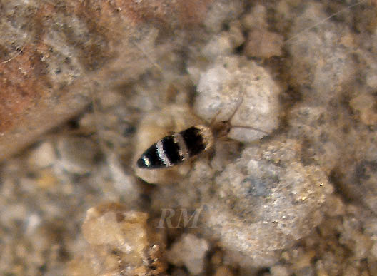 collembola.jpg