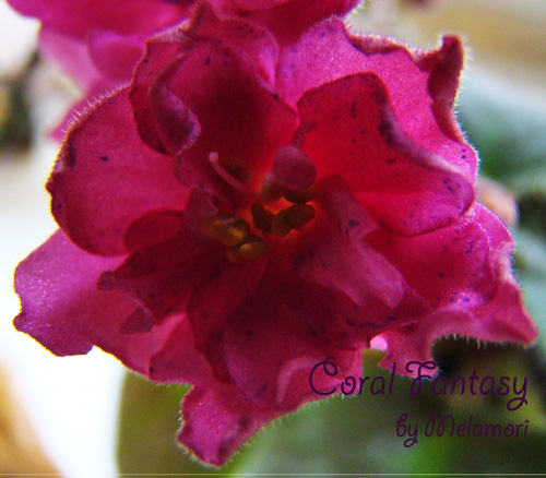 coral fantasy fl.jpg
