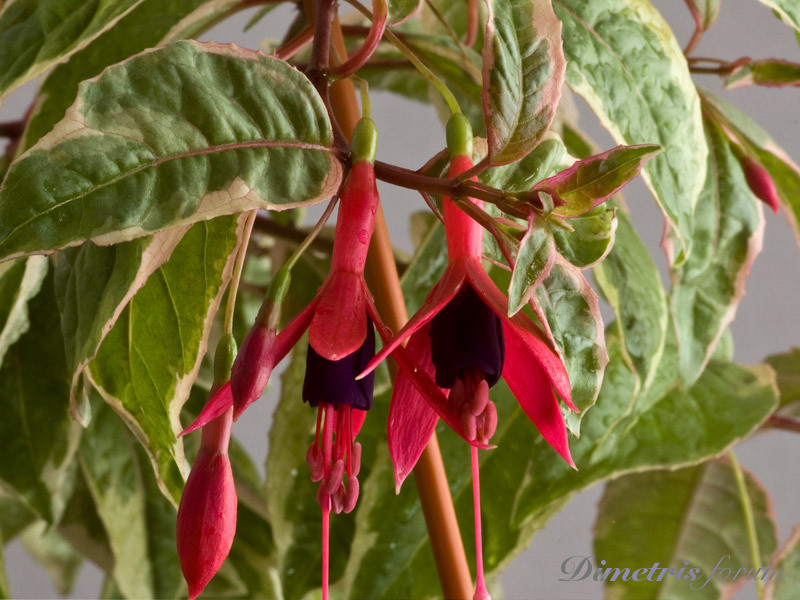 Corallina-Variegata-Tricolori.jpg