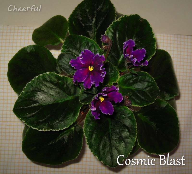 cosmic blast 25.03.15 3.jpg