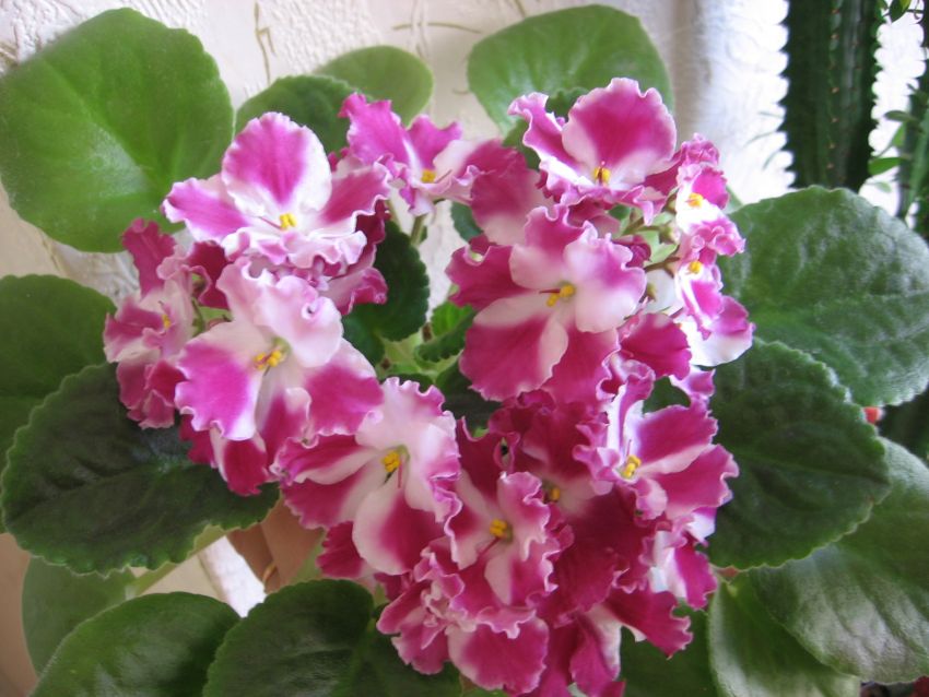 Crimson Ice_1703.jpg