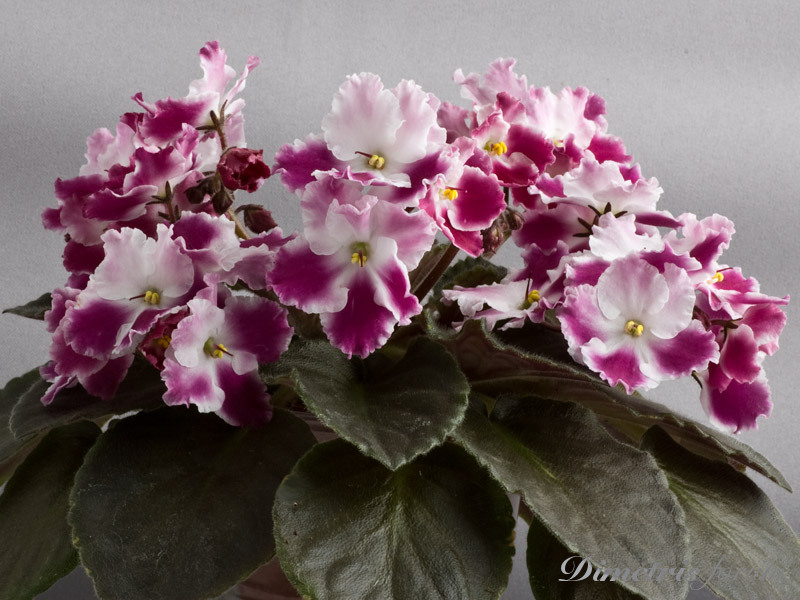 фото фиалка crimson ice онлайн