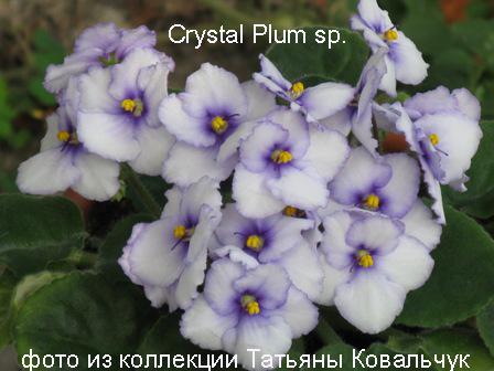 Crystal Plum sp.jpg