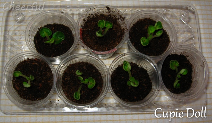 cupie doll detki 07.12.14.jpg