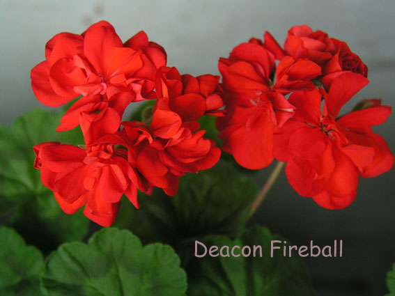 Deacon-Fireball.jpg