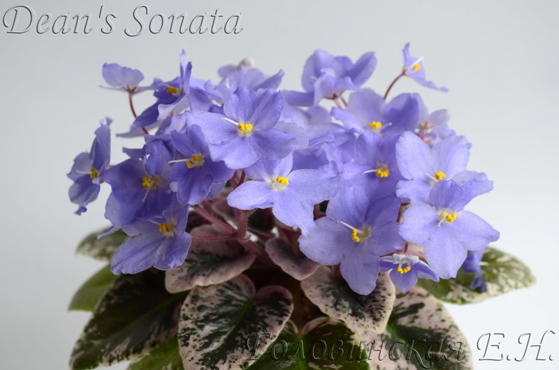 Dean's Sonata 6.jpg