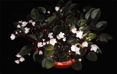 Deen Path цветение.jpg