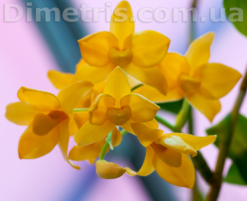 Dendrobium-moschatum.jpg