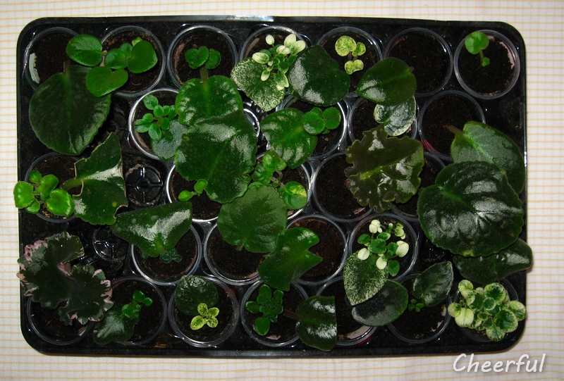 detki fialok 15.12.14 2.jpg