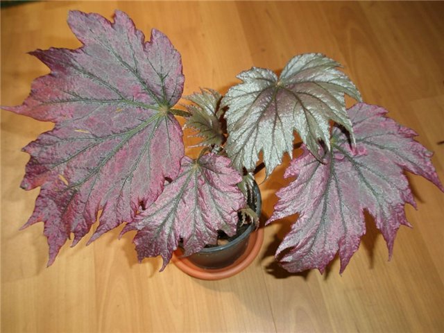 Diadema Kupferkonigin.jpg