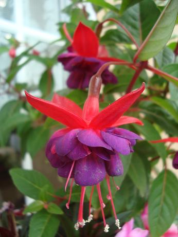 Dollar Princess 2.JPG