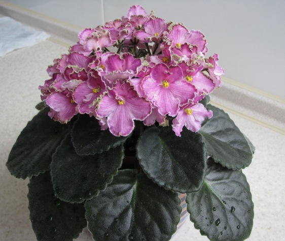 Dolores’ Chantilly Lace (3).JPG