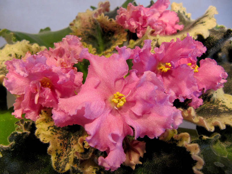 Dolores' Raspberry Sundae1.jpg