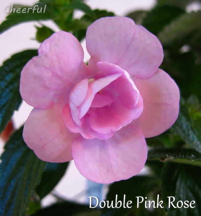 double pink rose 12.10.14.jpg