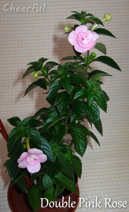 double pink rose 12.10.14 2.jpg