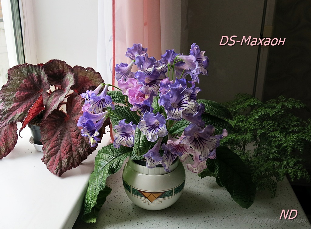 DS-Махаон14.JPG