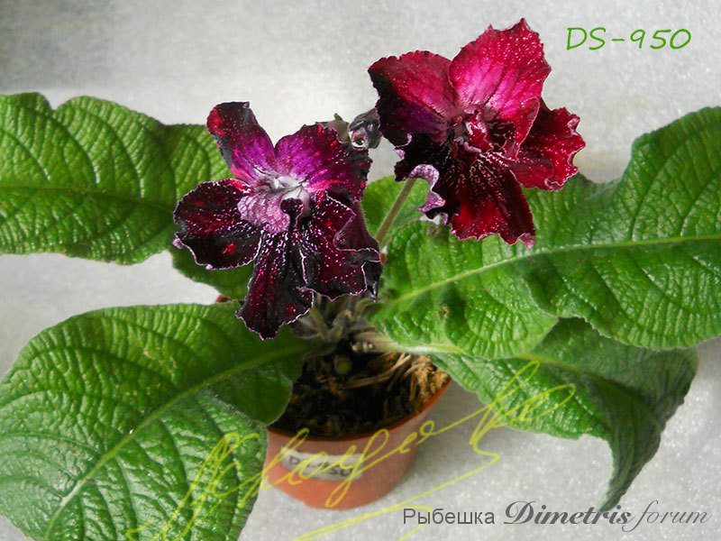 DS-950.jpg