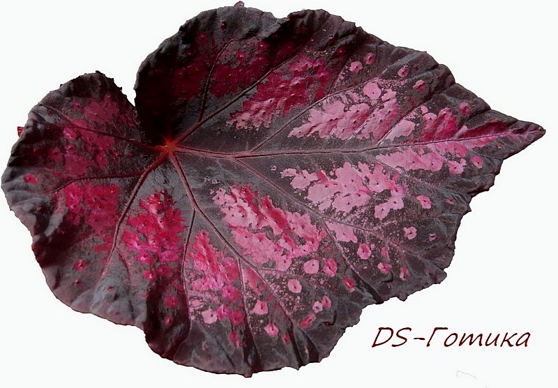 DS-Готика.jpg
