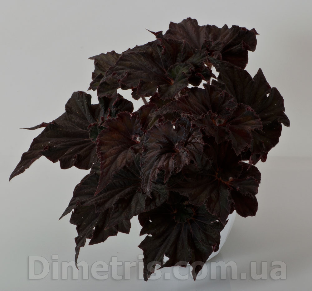 DS-Малефисента.jpg