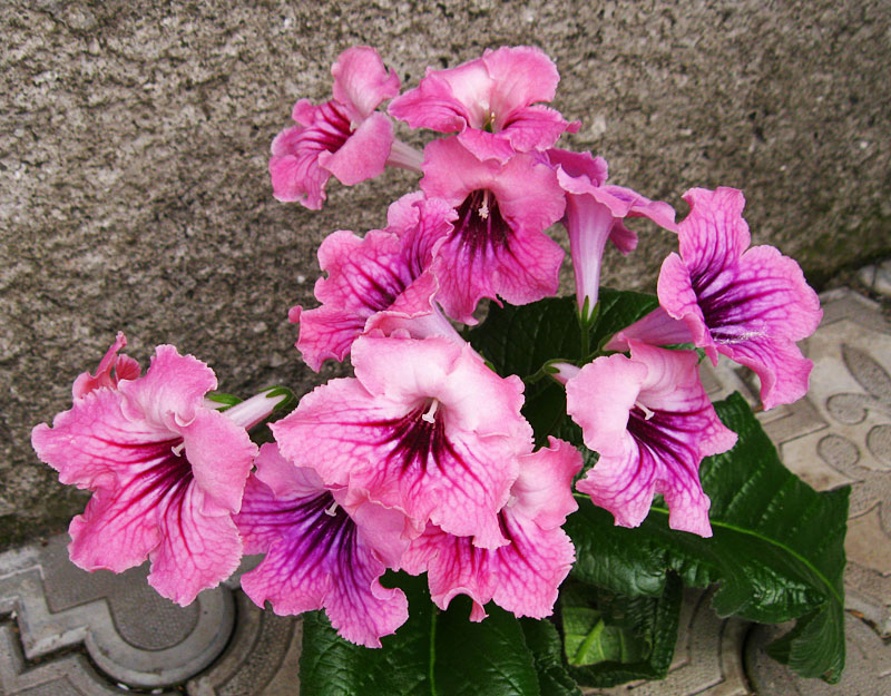 DS- Мистика.jpg