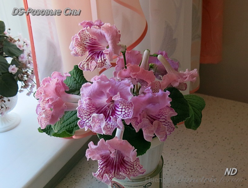 DS-Розовые Сны6.JPG