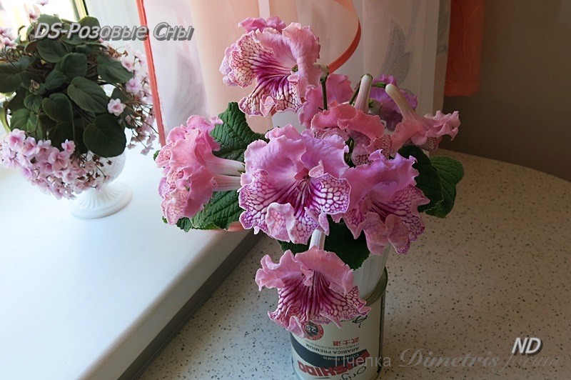 DS-Розовые Сны7.JPG