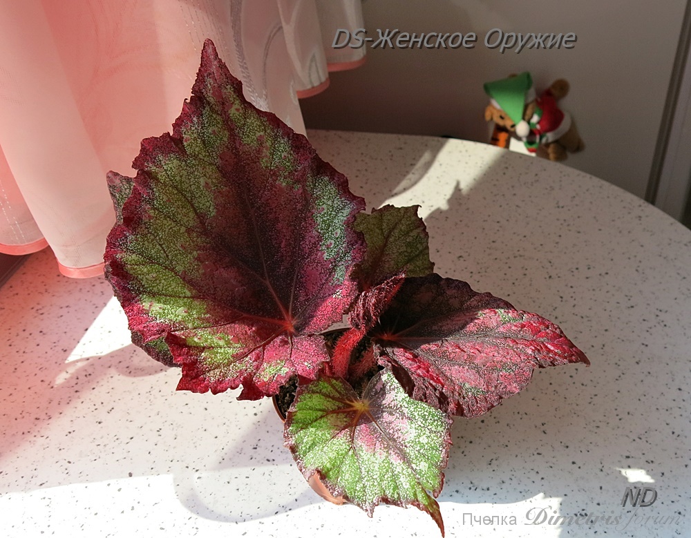 DS-Женское Оружие.JPG