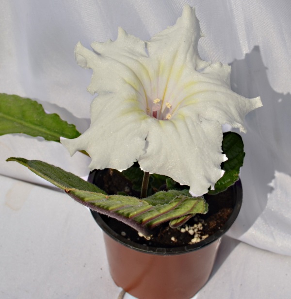 DS Белая звезда — копия.jpg