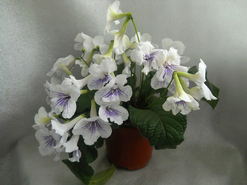 DS-Днепр-10.06.jpg