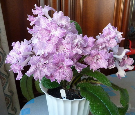 DS-Джайв_300511_small.jpg