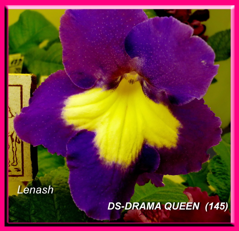 DS-DRAMA QUEEN  (145).JPG