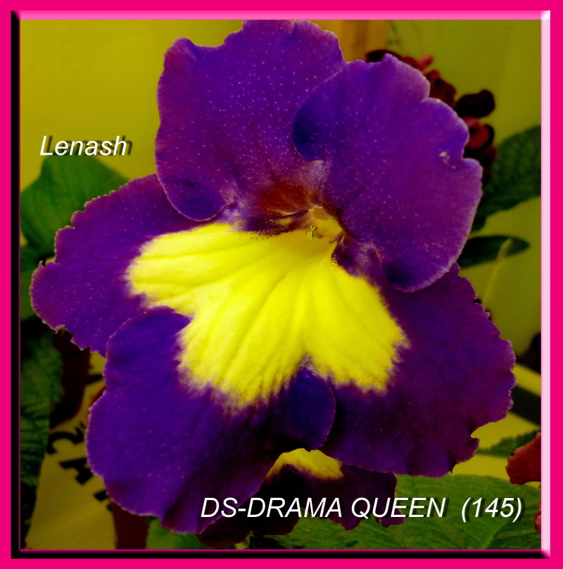 DS-DRAMA QUEEN (145).JPG