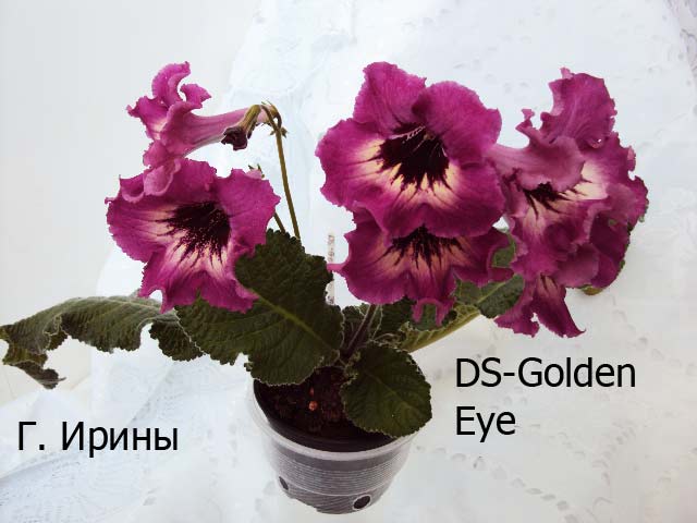 DS-Golden Eye 20.05.15 фото2.JPG