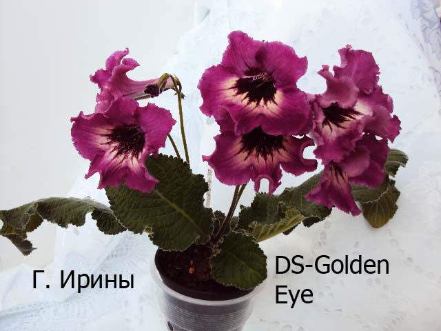 DS-Golden Eye 20.05.15.JPG