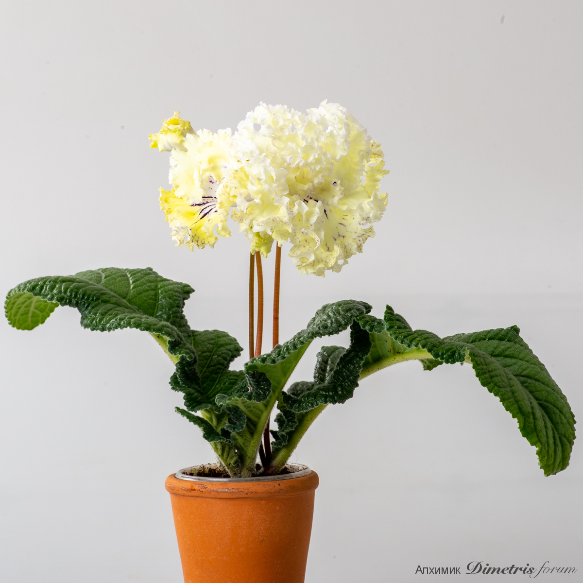 DS-Golden-Frills,-2825.jpg