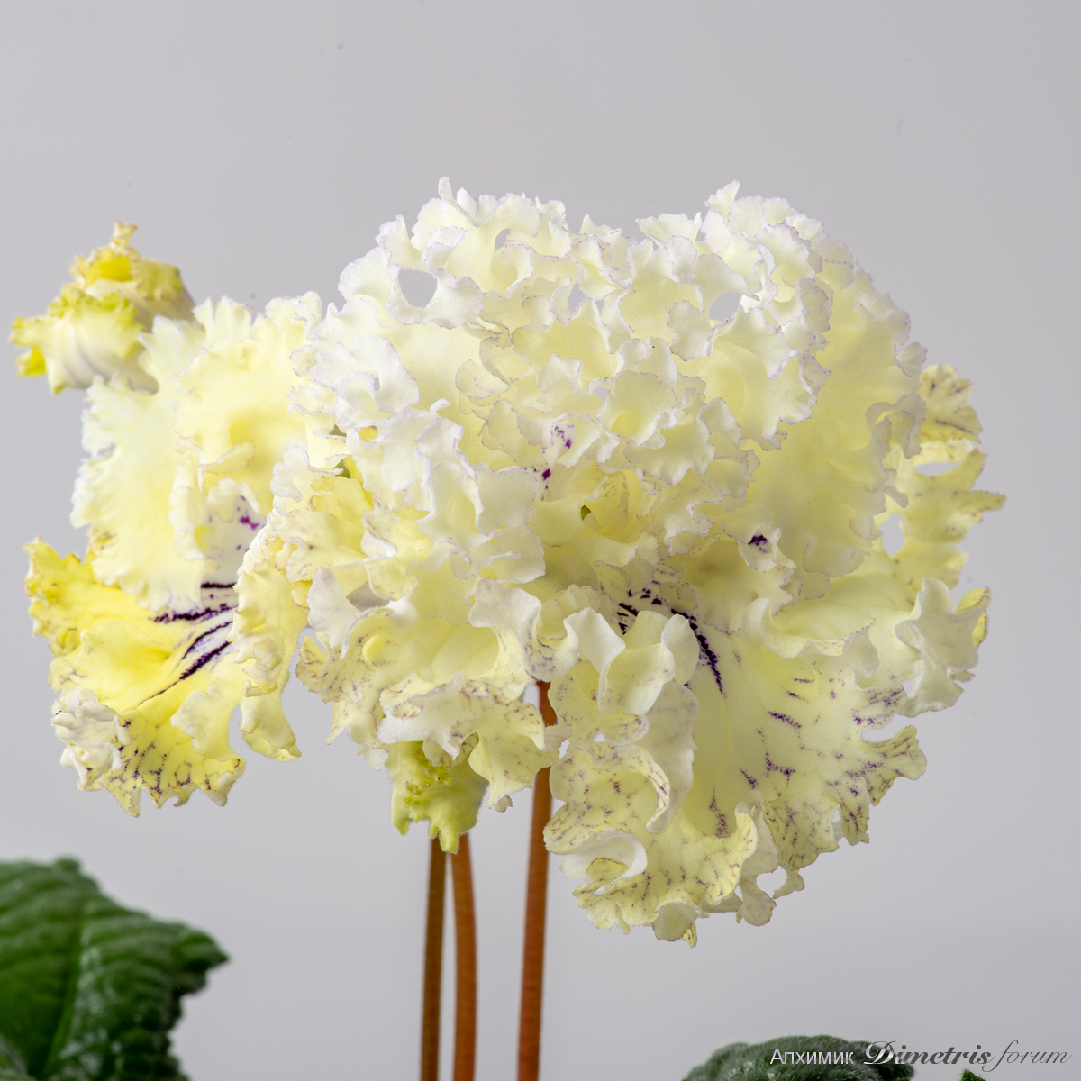 DS-Golden-Frills,-2825+.jpg