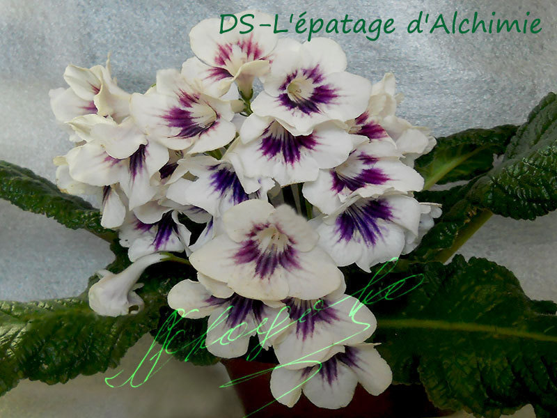 DS-L'epatage-d'Alchimie1204.jpg