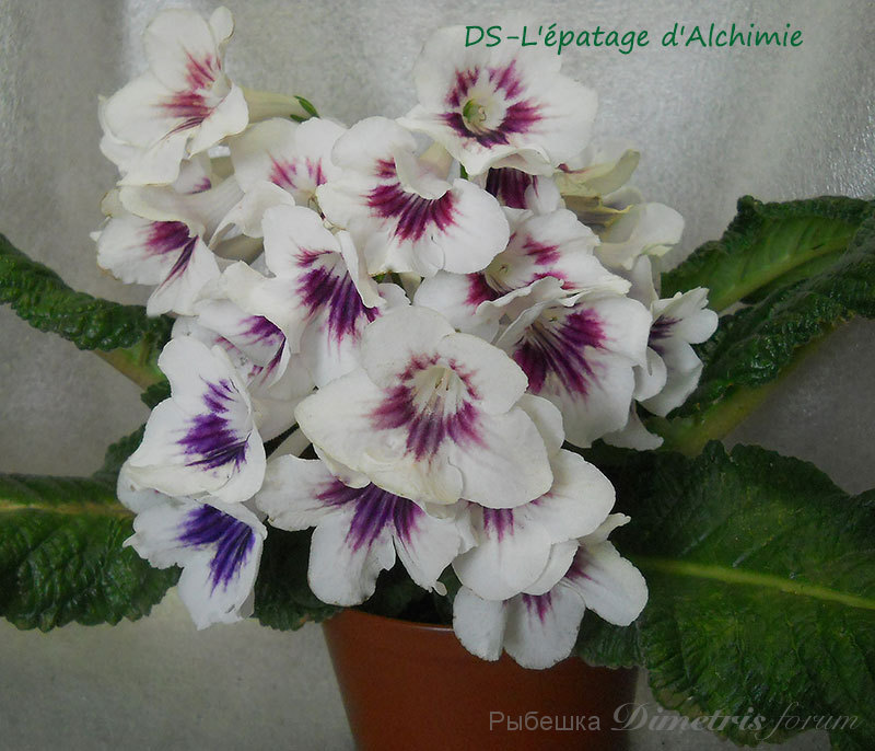 DS-L'epatage-d'Alchimie1.jpg