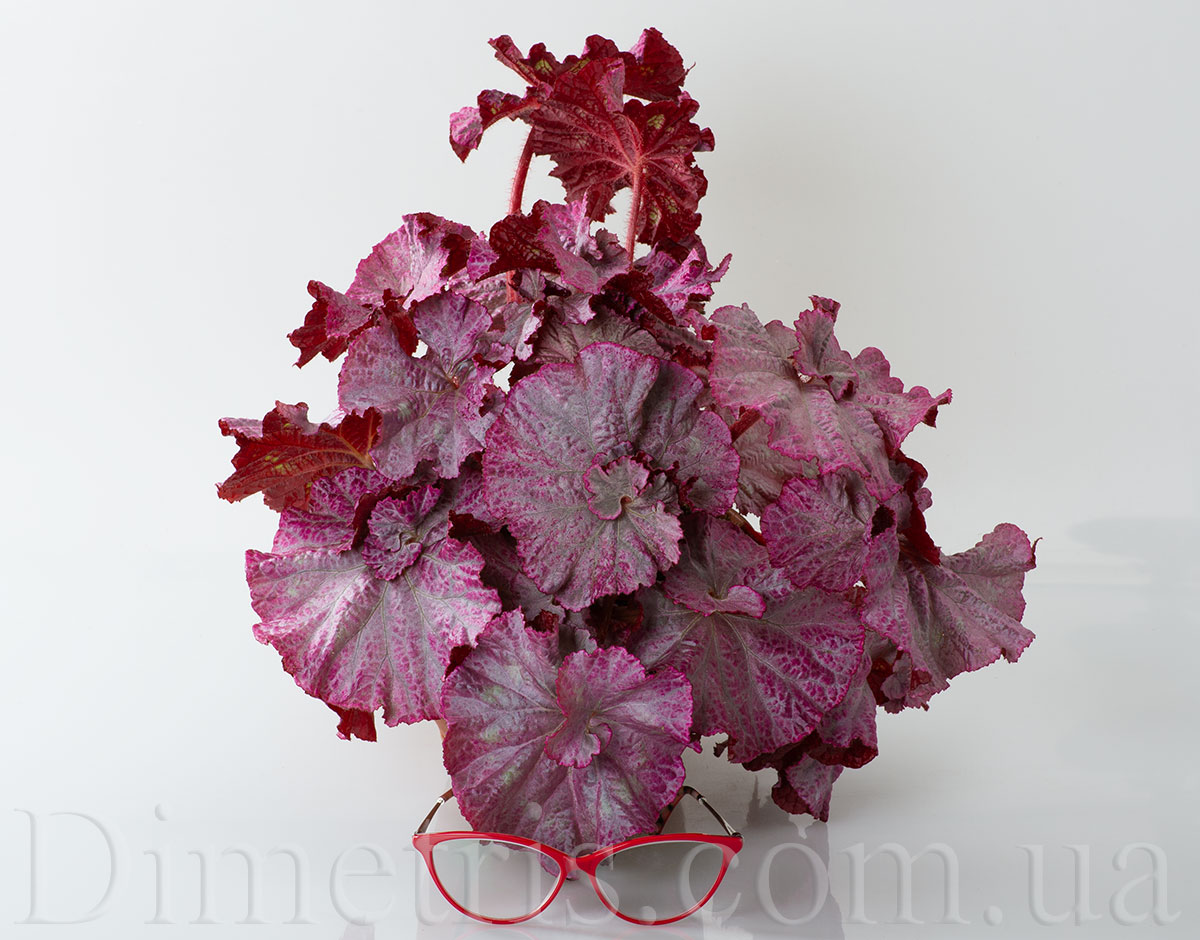 DS-Pink-Panther_begonia.jpg