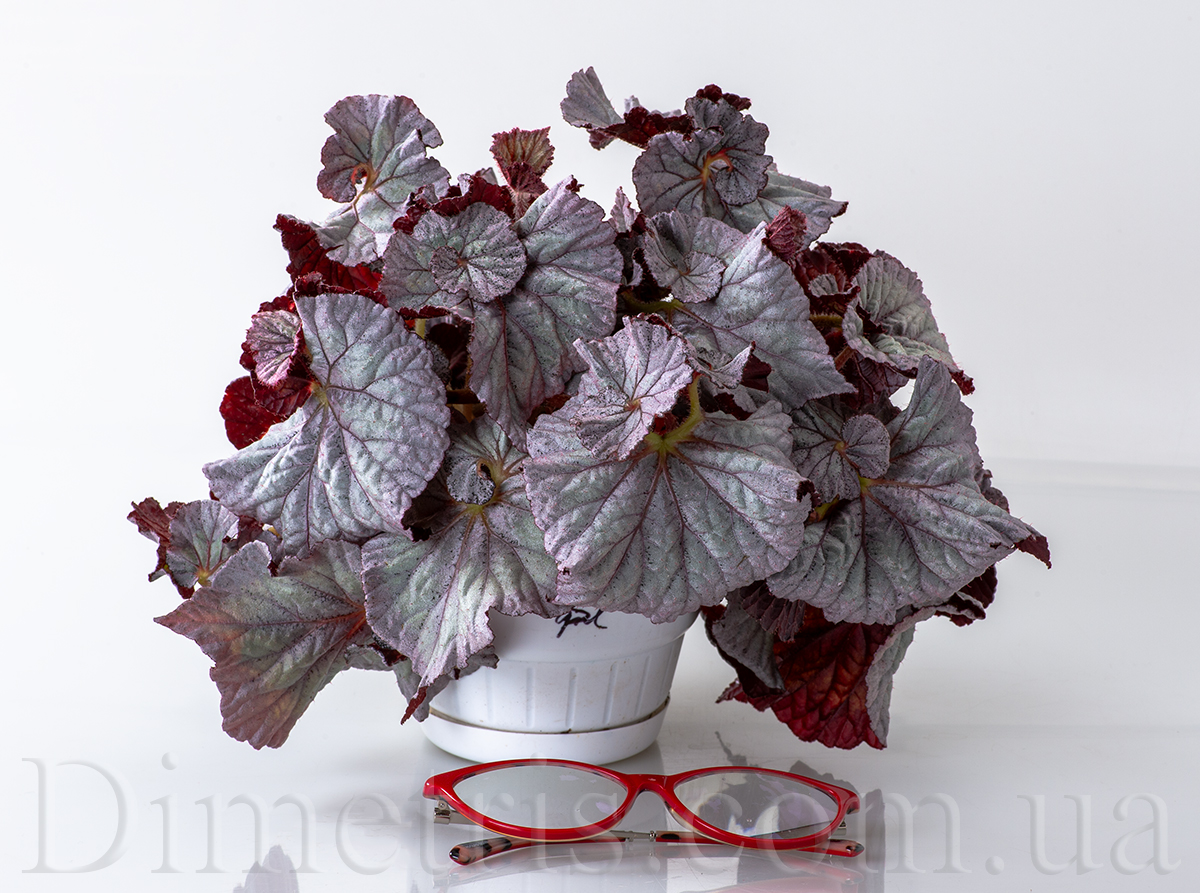 DS-Sweet-Dreams-begonia.jpg