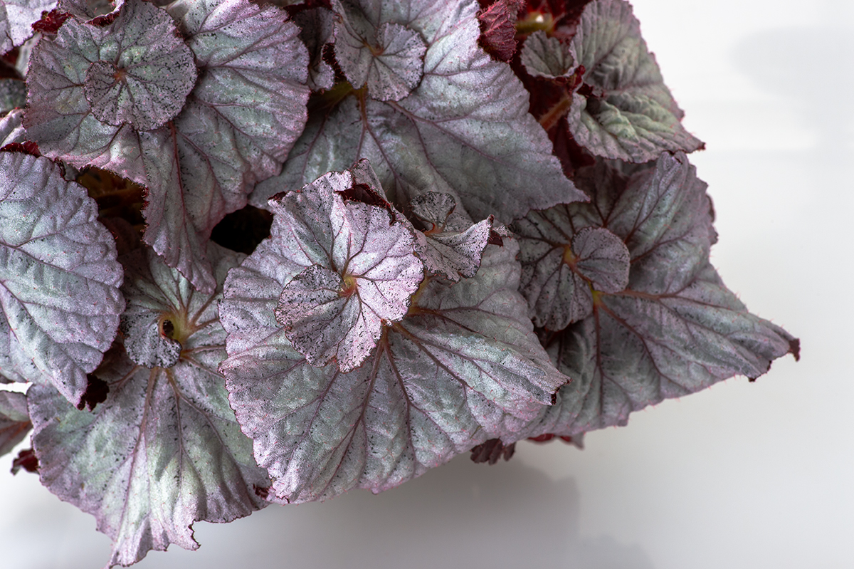DS-Sweet-Dreams-begonias.jpg