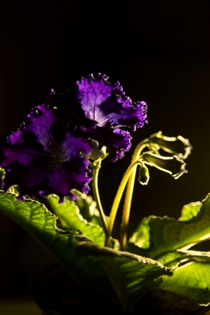 DSC00430-3.jpg