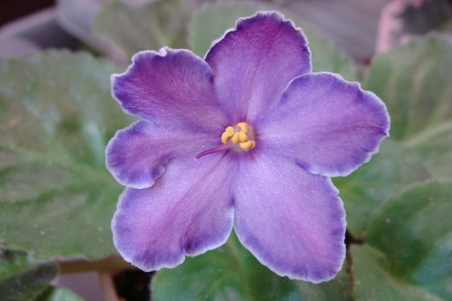 DSC01872 [640x480].JPG