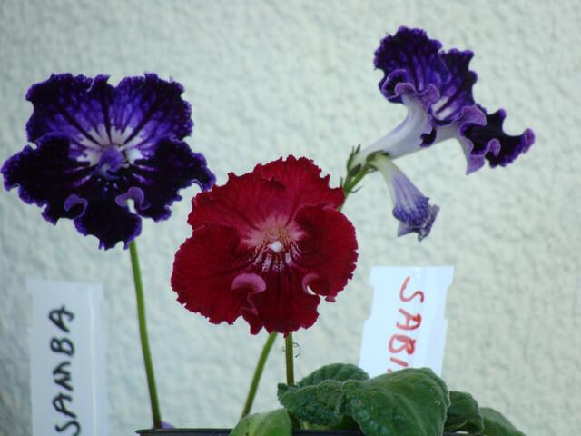 DSC02570.JPG