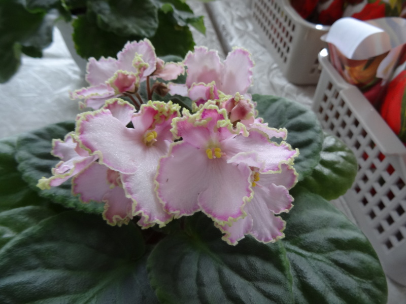 DSC02835.JPG