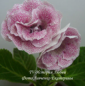 DSC03244.JPG