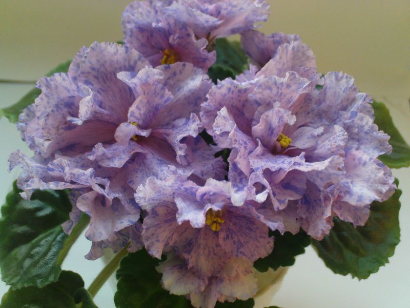 DSC04276.jpg