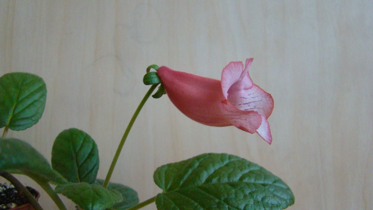 DSC04316.JPG