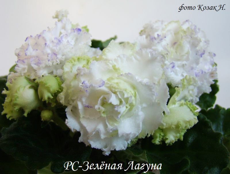 DSC04366.jpg