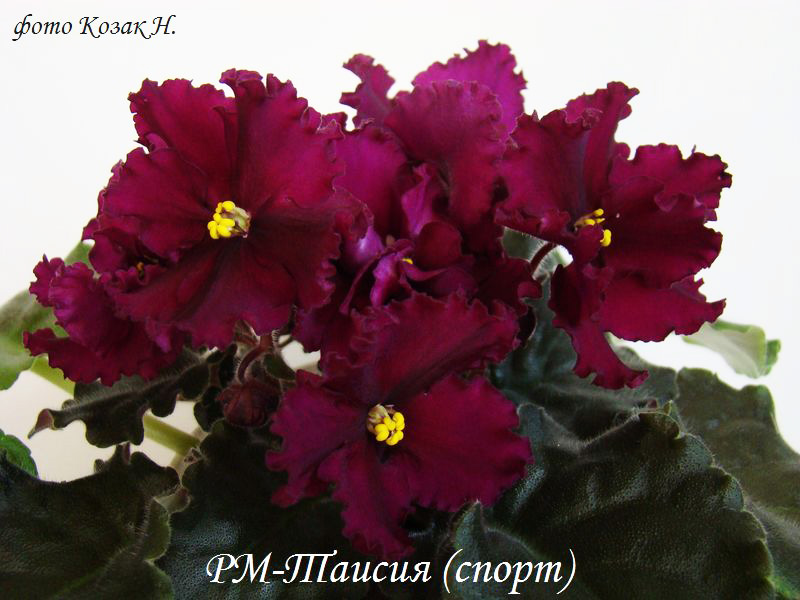 DSC04387.jpg